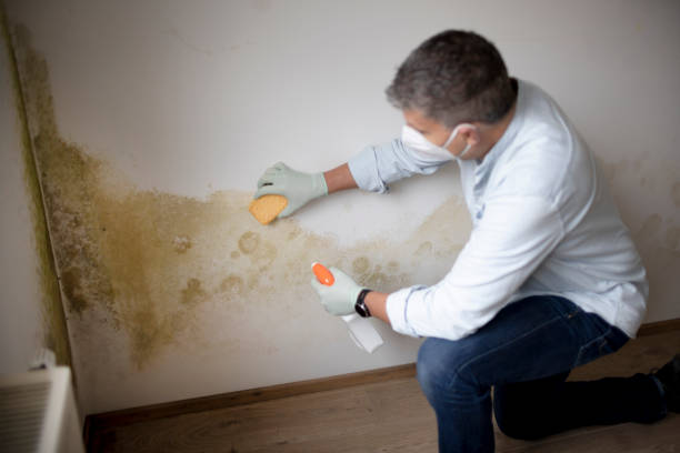 Best Commercial Mold Inspection  in Hilltop, SC